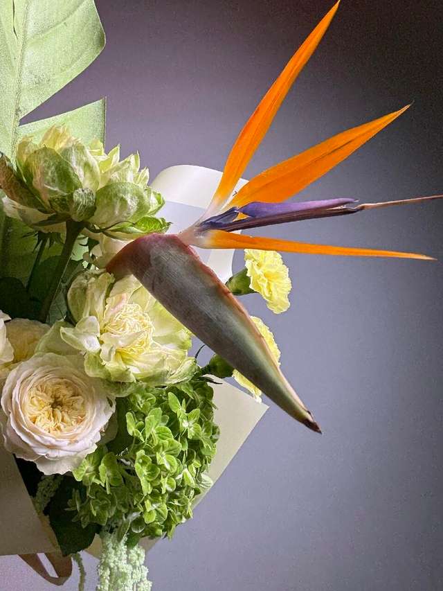 Птица Солнца